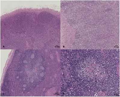 Insights Into Dolphins' Immunology: Immuno-Phenotypic Study on Mediterranean and Atlantic Stranded Cetaceans